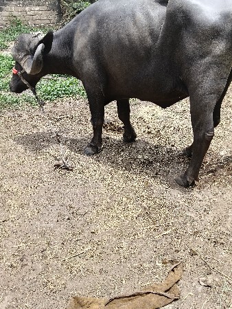 ખળેલી
