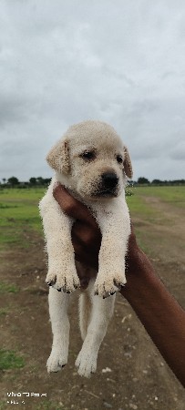 લેબરા ડોગ ફિમેલ પપી વેસવા નુ છે