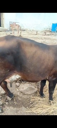 કોસ ગાય વેચવાની છે કારી