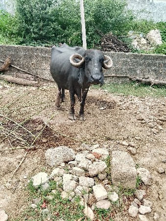 ભેંસ વેચવાની છે