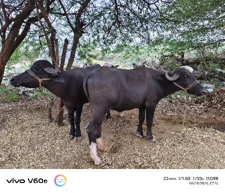 2  ખડેલા વેચવાના સે