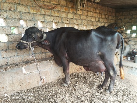 વેચવાની