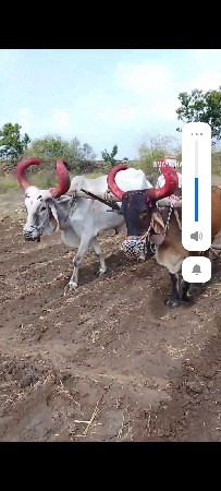 ધર 5