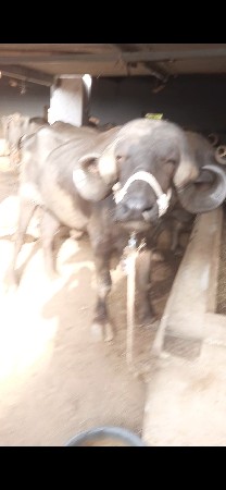 પાડો વેચવા નો છે