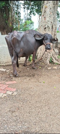 ભેંશ વેચવાની છે
