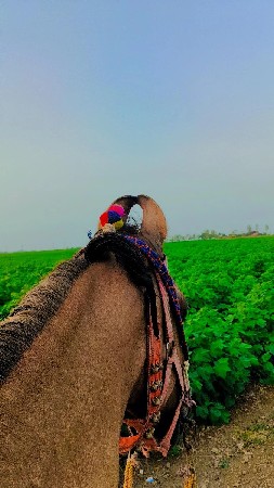 ઘોડી