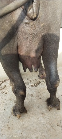 ભેંસ વેચવાની છે બીજું વેતર