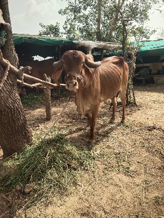 ગાય દેવાની સે