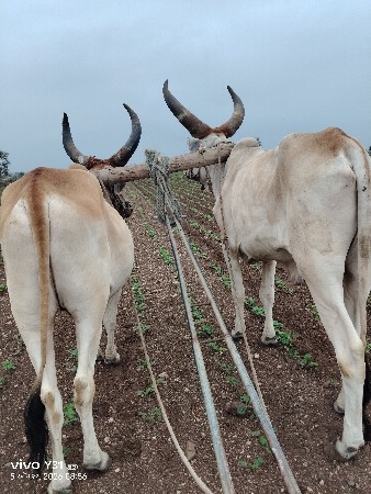 ગોઢલા
