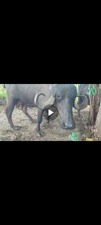 ભેંસ વેચવાની છે