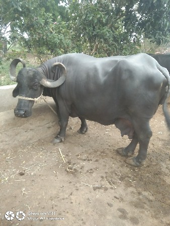 ભેંસ વેચવાની છે 5 મુ વેતર છે