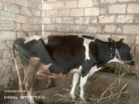 ગાય વેચવાની છે