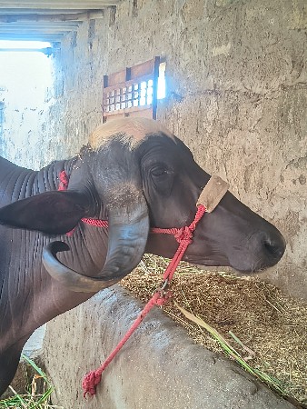 ભેંશ
