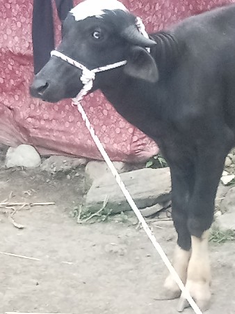 કુતિયાણા પોરબંદર