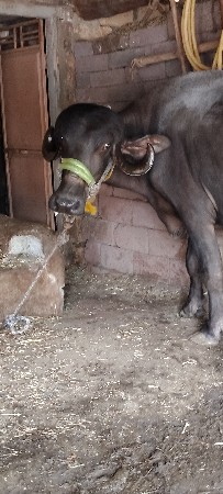 પેલું વેતર છે