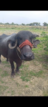 બીજું વેતર ખંડેલી