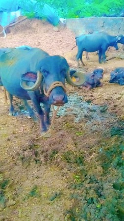 ખડેલી વેચવાની છે
