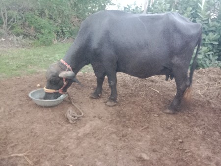 વેચવાની છે