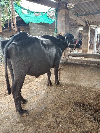 ખડેલી વેચવાની