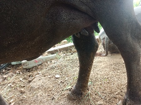 2 વેતર વ્યાછે