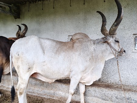 આ બળદ વેચવાના છે