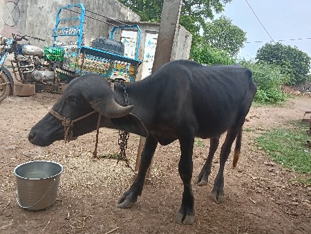 ભેંસ પાડો બેય વેચવાના છે