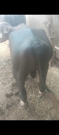 જાફરો પાડો વેચવા નો છે