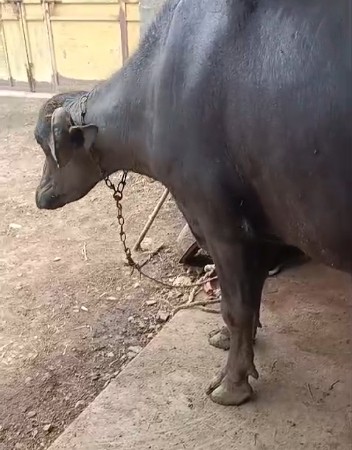 ખડેલી વેસવાની