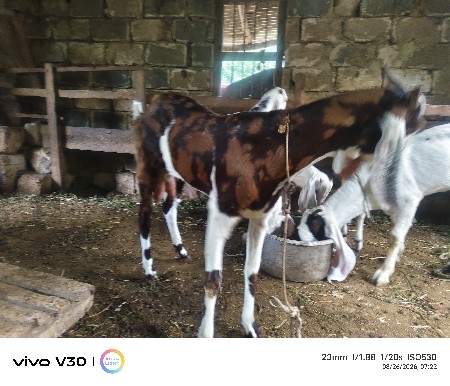 gujri dhudh vadi bakri