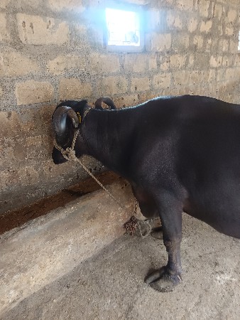 વેતર. 4