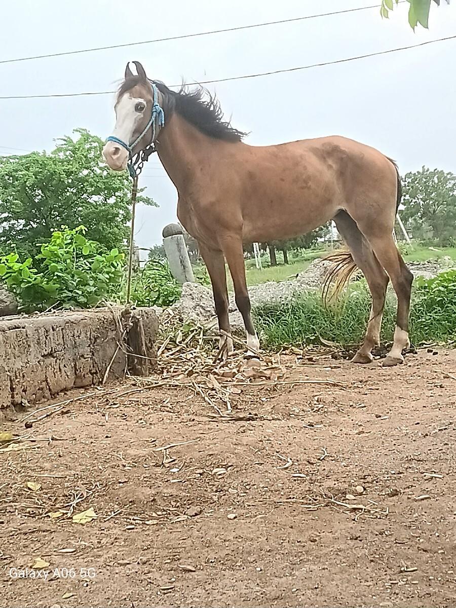 ઘોડી વેચવાની છે