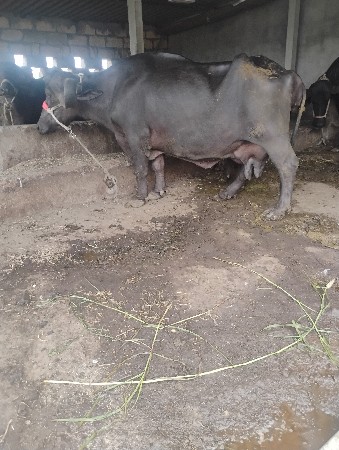 દસલીટરદુધછે