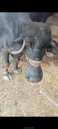 4 વેતર