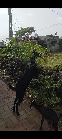 એક બકરી 🐐 વેચવા ની છે ભાઈ