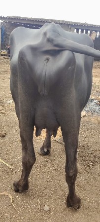 ખડેલી વેચવાની છે