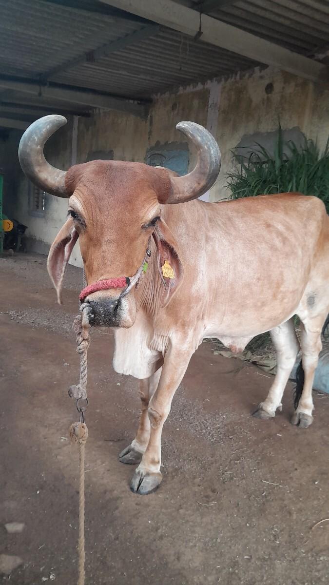 1 badadh vechva nu che