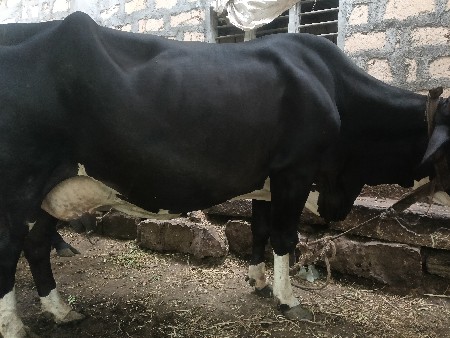 gir cross