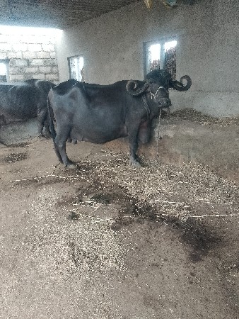 ભેસ વેચવાની છે