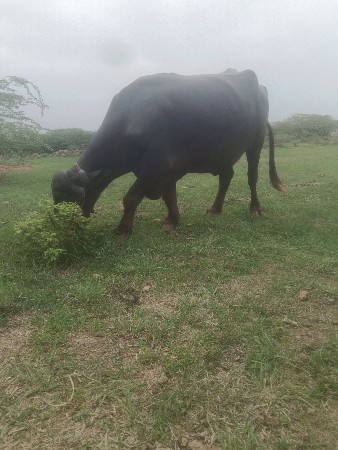 ખળેલુ વેચવાનું છે ટોટલ જવાબ દારી