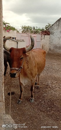 એક બણધ વેચવાનો છે