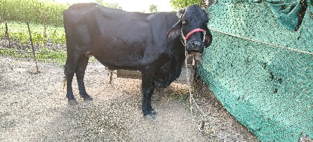 વેચવાની છે