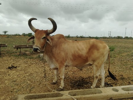 વેચવાના છે