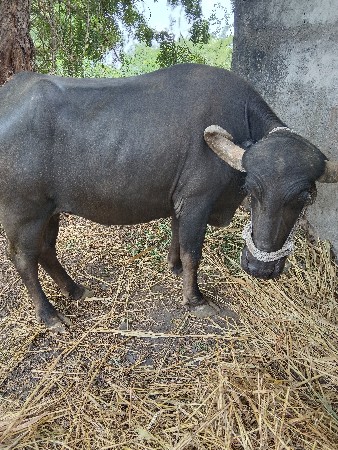 ભેસ
