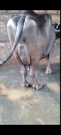 ભેંસ વેચવાની છે