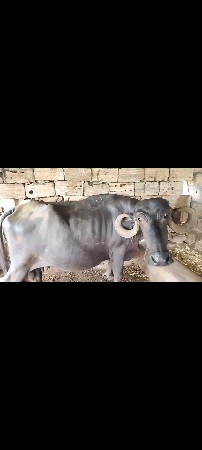 ભેંસ વેચવાની છે