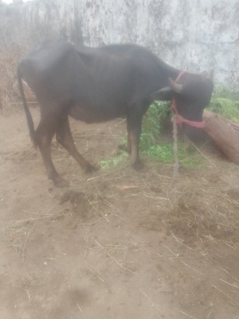 શિવ શહીદ