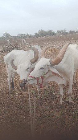 16000 રૂપિયા કિંમત