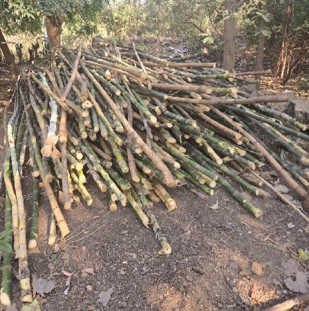 bambu devana sd