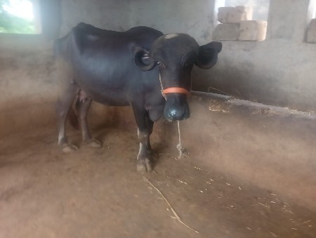 ભેસ વેસવાની છે