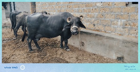 ભેસ દેવાની છૅ